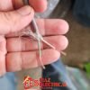 2 core sheilded cable imported